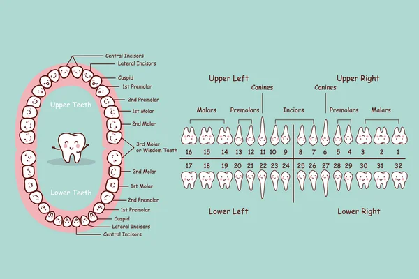 Grafico dei cartoni animati denti permanente — Vettoriale Stock