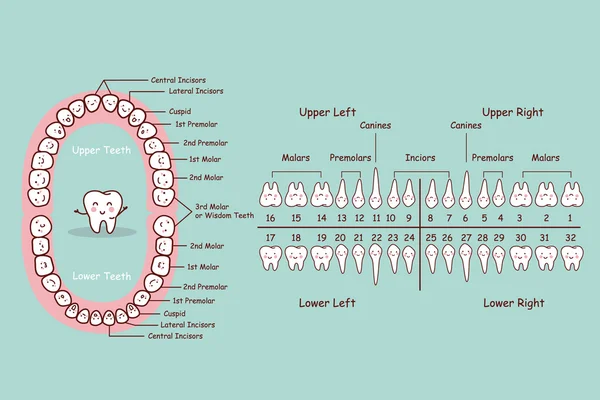 Gráfico de desenhos animados dente permanente —  Vetores de Stock