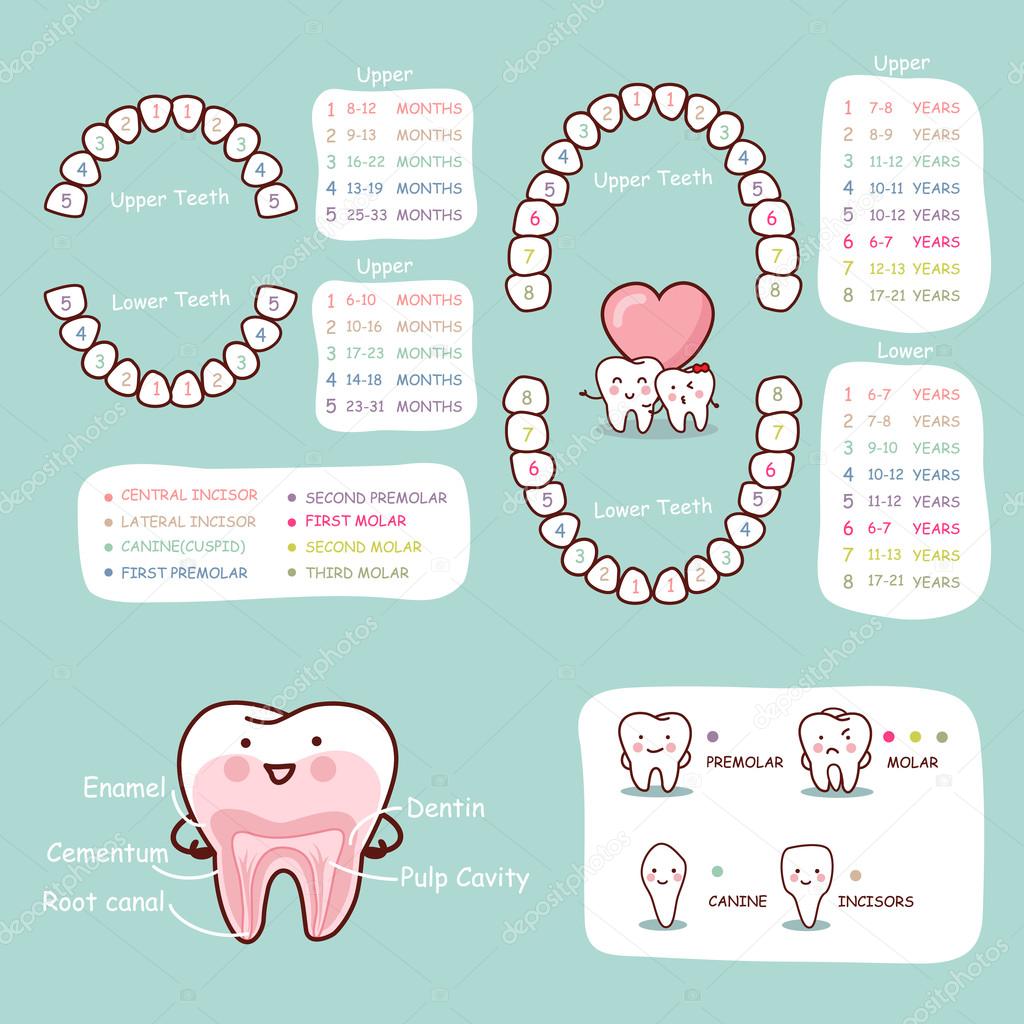 human tooth cartoon anatomy chart