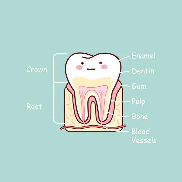 Cartoon gráfico anatomia do dente — Vetor de Stock