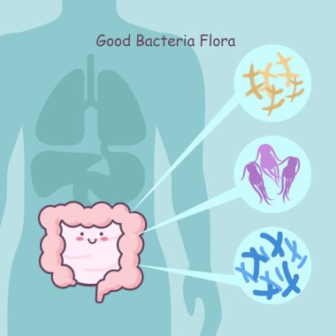  bağırsak iyi bakteri flora ile
