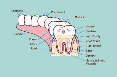 insan diş anatomisi diş