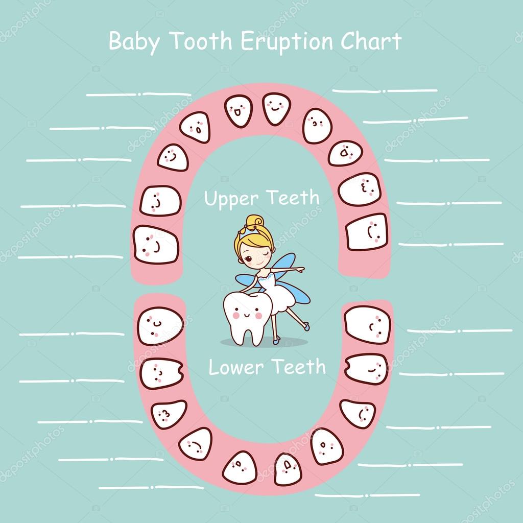 Baby Tooth Eruption Chart