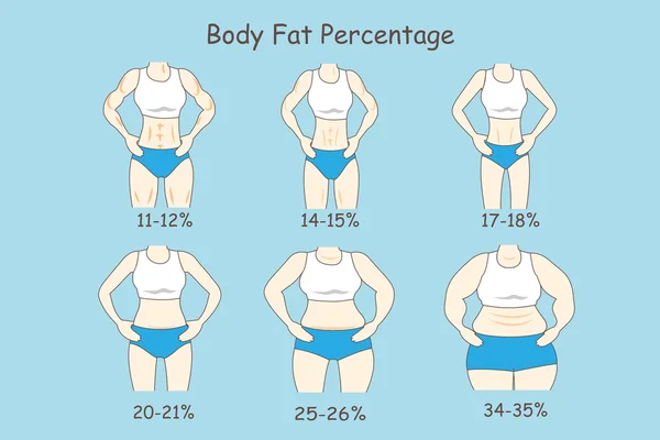 Desenhos animados sobre porcentagem de gordura corporal — Vetor de Stock