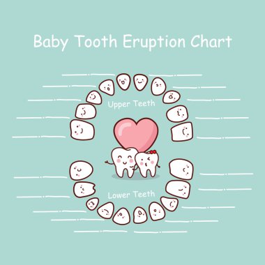 Baby tooth chart record clipart