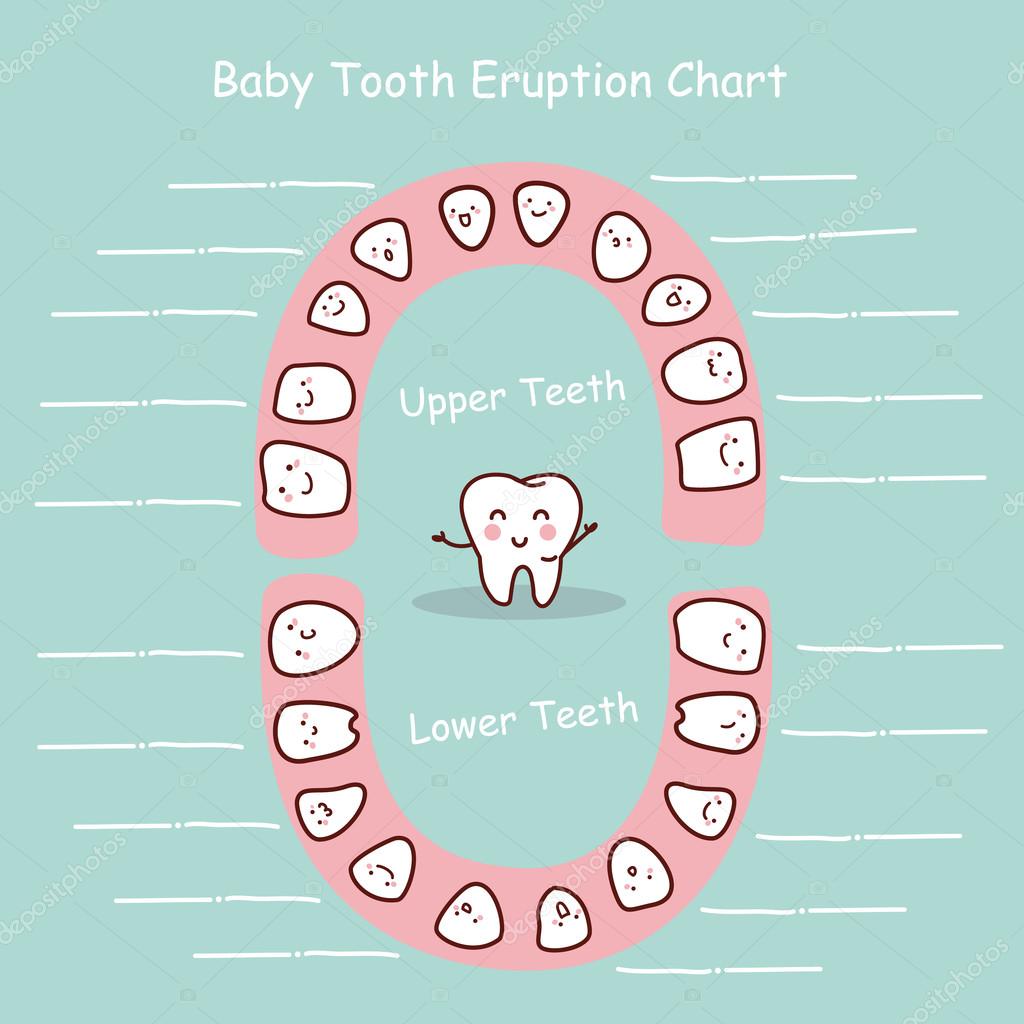 Dental Eruption Chart