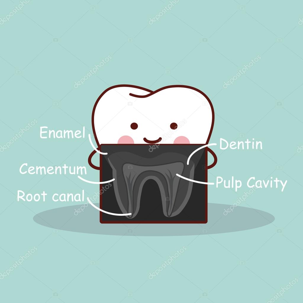 Cartoon tooth with X ray Stock Vector Image by ©etoileark #96003650 Cartoon tooth with X ray Stock Vector Image by ©etoileark #96003650