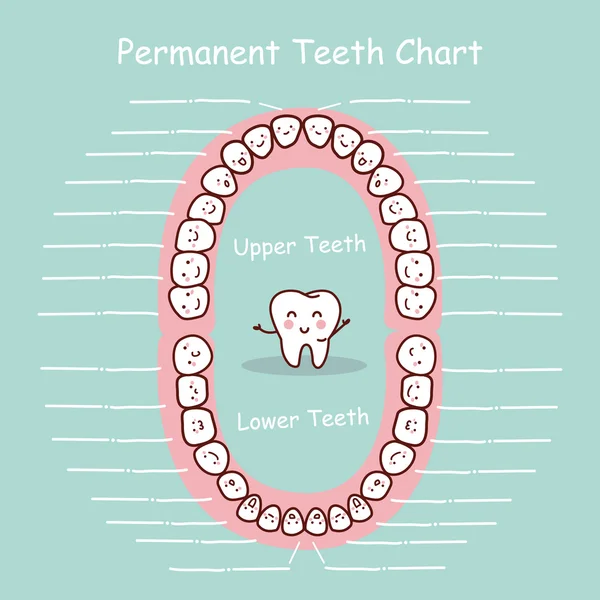 Permanente tooth grafiek record — Stockvector