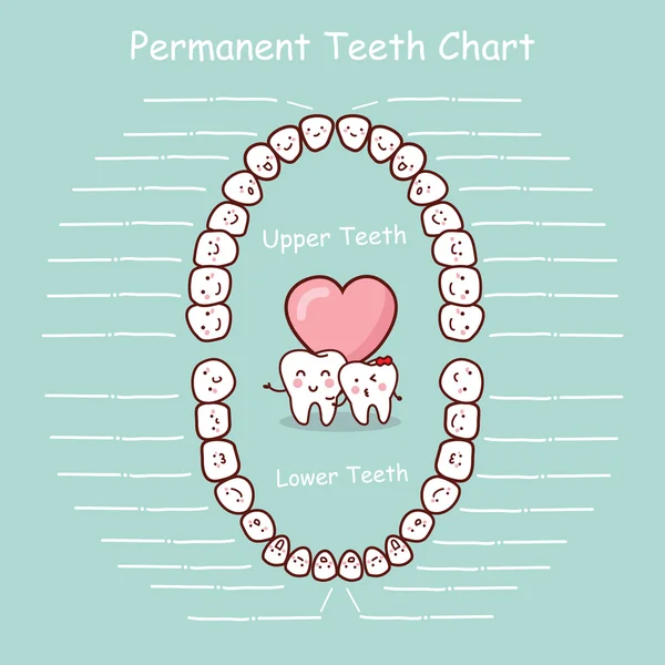 Cartella dentaria permanente — Vettoriale Stock