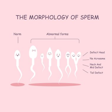 The morphology of the sperm clipart