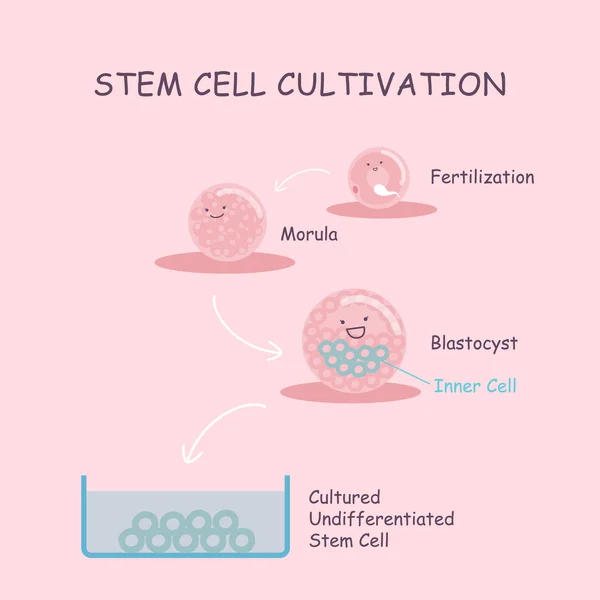 Stem cell cultivation — Stock Vector