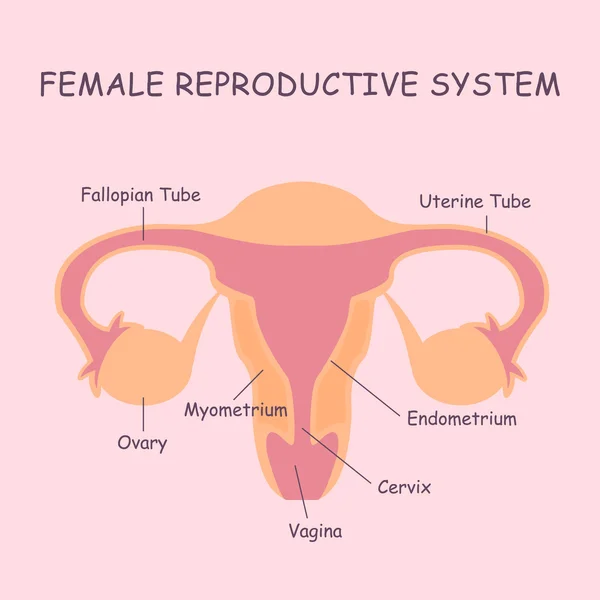 Sistema reproductor femenino — Vector de stock