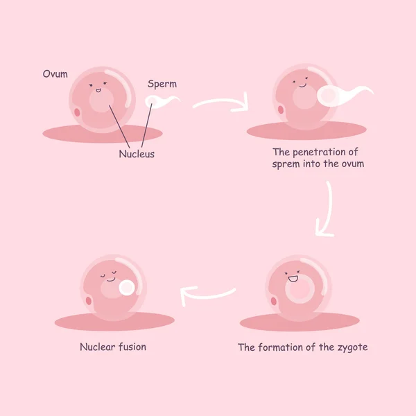 卵子と精子の妊娠プロセス — ストックベクタ