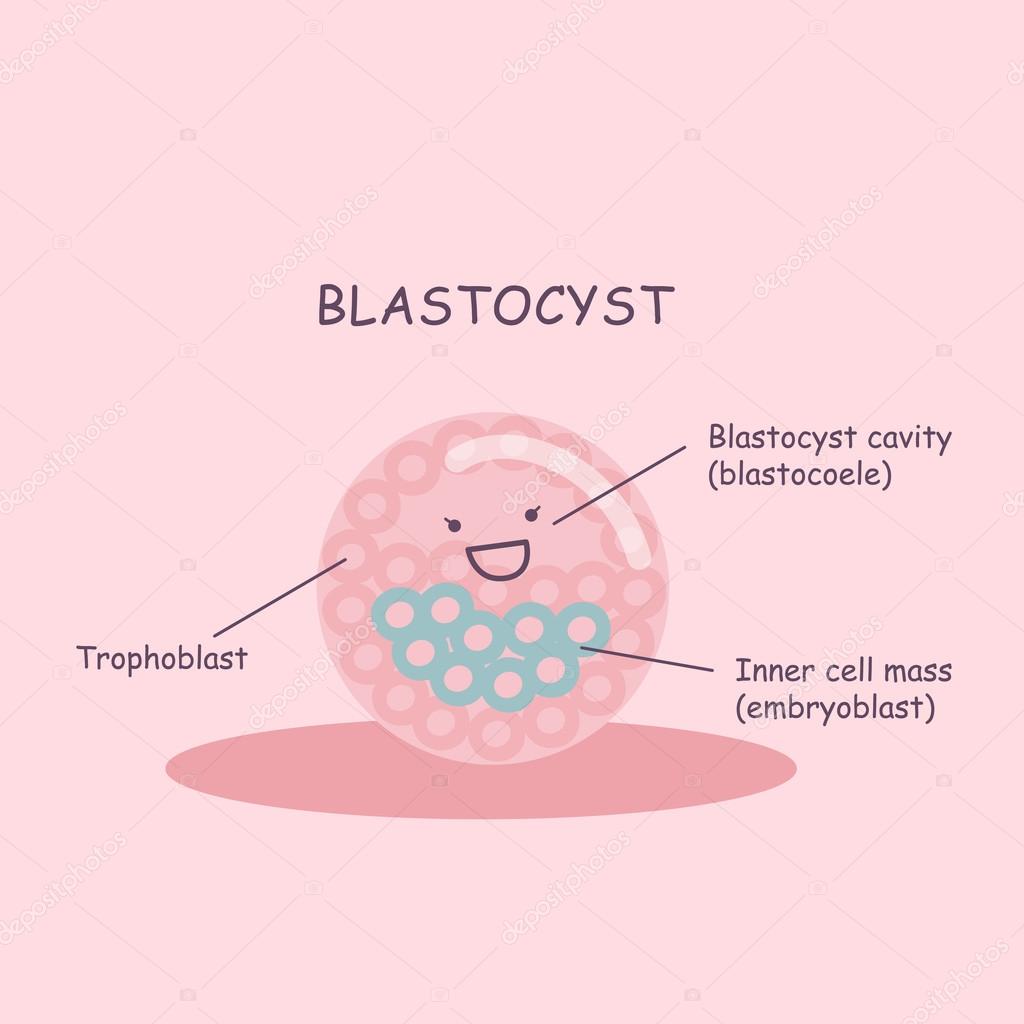 Cartoon ovum | Blastocyst cartoon ovum — Stock Vector © etoileark #99877620