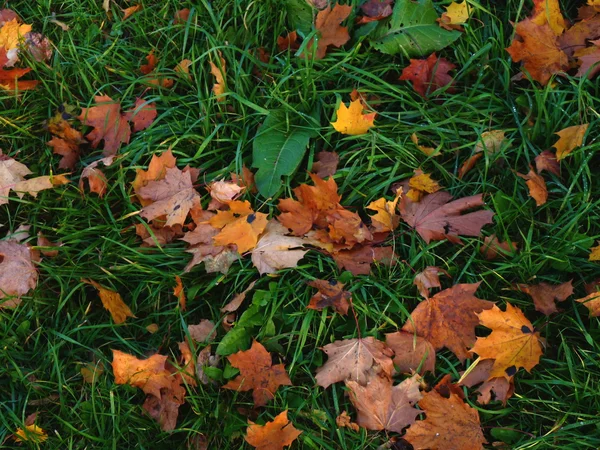 Fallen leaves on the grass — Stock Photo, Image