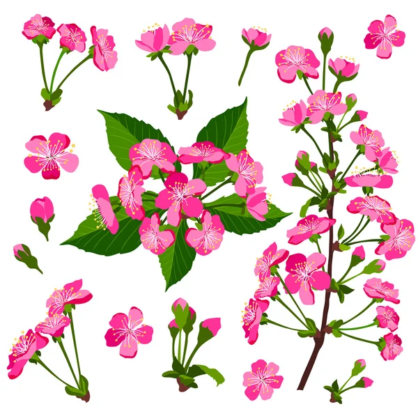 Ensemble de fleurs de cerisier rose — Image vectorielle
