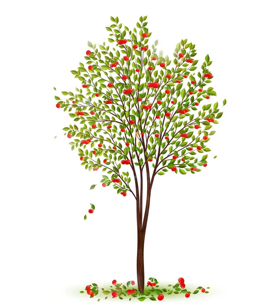 Cherry tree with berries — Stock Vector