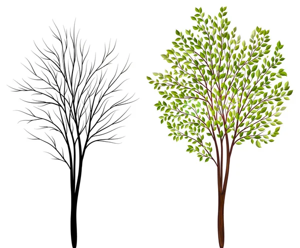 Trees on white background — Stock Vector