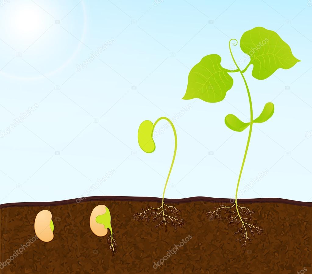 green plant seedling