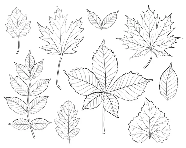 Yaprakları siluet vektör set