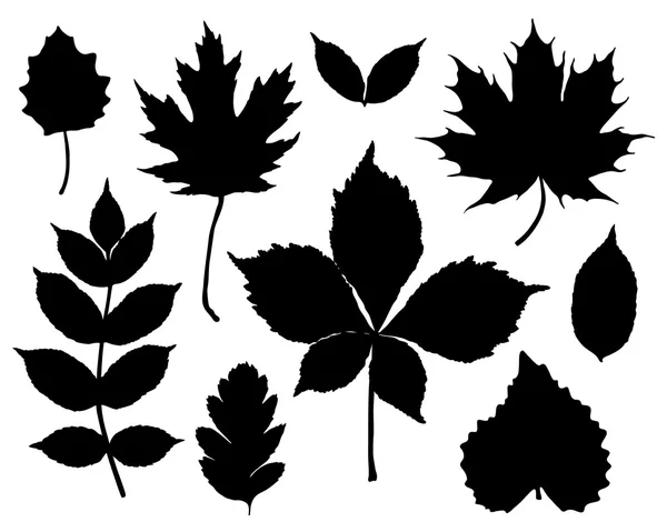 Conjunto vectorial de hojas silueta — Vector de stock