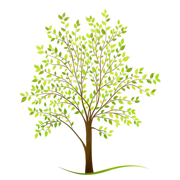 Zielone drzewo z liśćmi na białym tle — Wektor stockowy