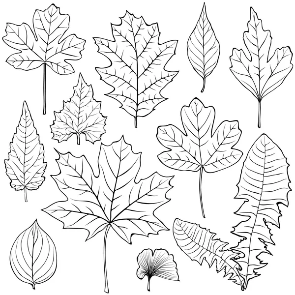 Набор силуэтов векторных листьев — стоковый вектор