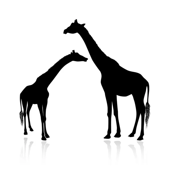 Silhouette der Giraffenfamilie isoliert auf weißem Hintergrund — Stockvektor