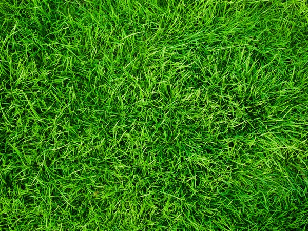 Natura tło z zielonej trawie — Zdjęcie stockowe