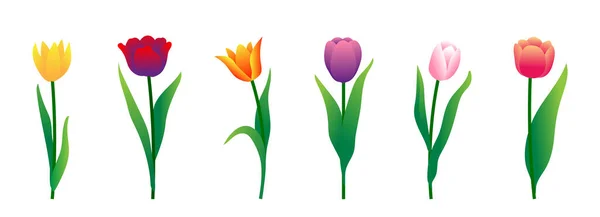 Tulipanes Coloridos Establecidos Aislados Sobre Fondo Blanco Ilustración Vectorial — Vector de stock