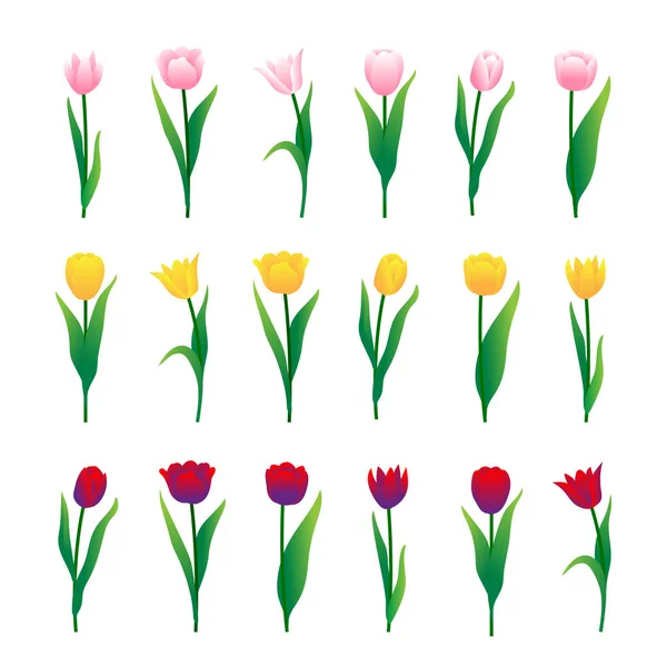 Kleurrijke Tulpen Geïsoleerd Witte Achtergrond Vectorillustratie — Stockvector