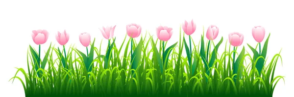 Tulipani Rosa Con Erba Verde Isolata Sfondo Bianco Illustrazione Vettoriale — Vettoriale Stock