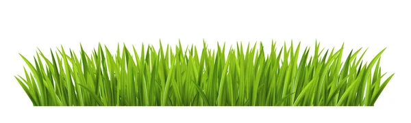 Herbe Verte Sur Fond Blanc Illustration Vectorielle — Image vectorielle