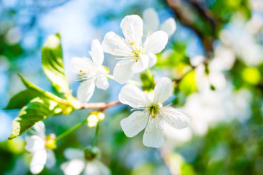 Mavi gökyüzüne karşı ağaç dallarında beyaz bahar çiçekleri açar.