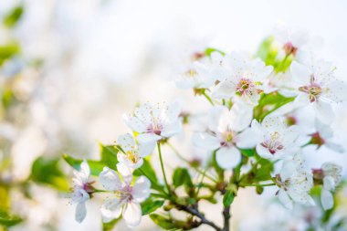 Delicate white flowers blooming on a branch with fresh green leaves and soft bokeh background