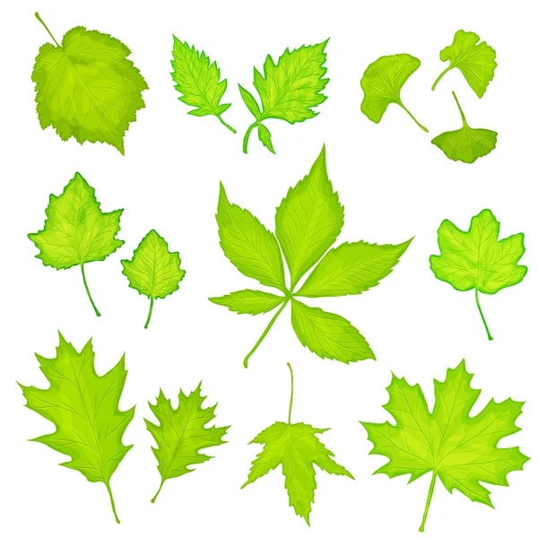 Зелене листя ізольований фон — стоковий вектор