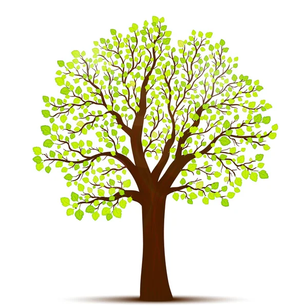 Yeşil yapraklı ağaç