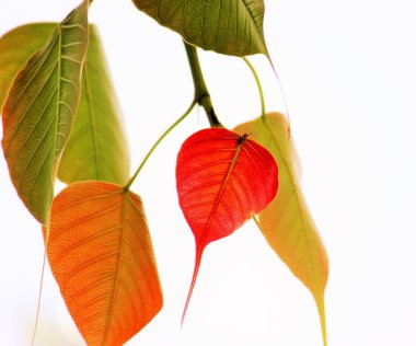 Ficus ağaç yaprak