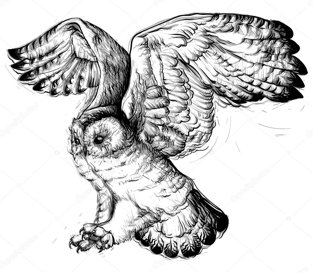 Hand drawing of a flying owl.