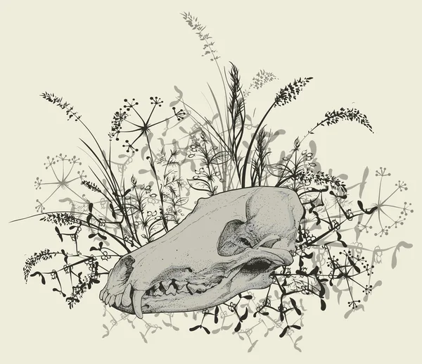 Crâne d'un prédateur . — Image vectorielle