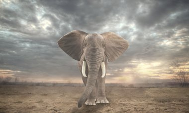 The African elephant  clipart