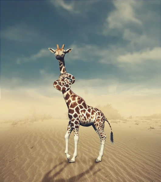 Girafa pescoço atado . — Fotografia de Stock