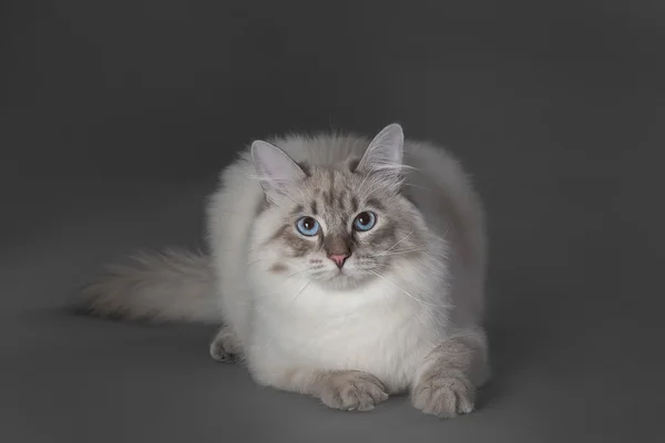 Gato con ojos azules —  Fotos de Stock