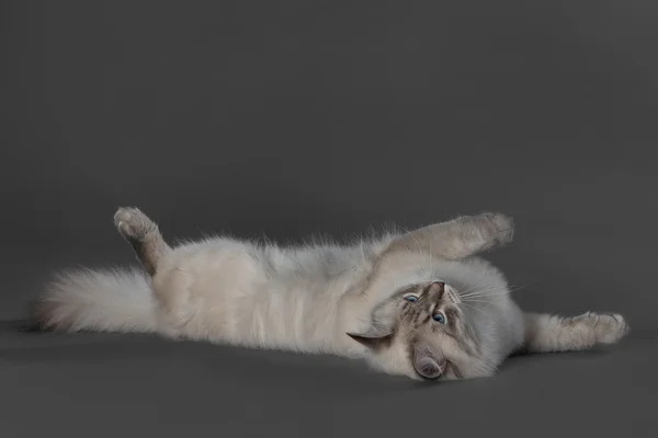 Mavi gözlü kedi.