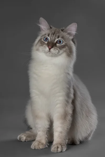 Chat aux yeux bleus Images De Stock Libres De Droits