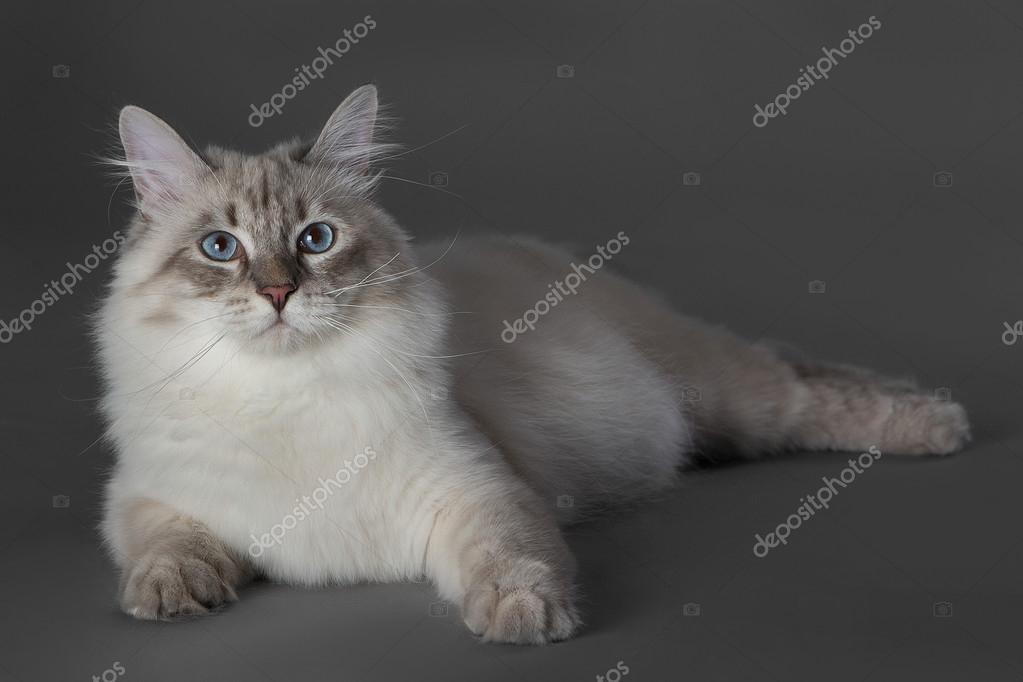 Chat Aux Yeux Bleus Photographie Renat2025mailru