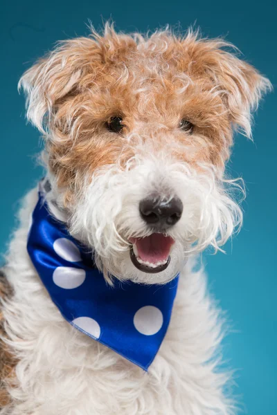mavi bir arka plan üzerinde kesilmemiş köpek doğurmak tilki korkunç