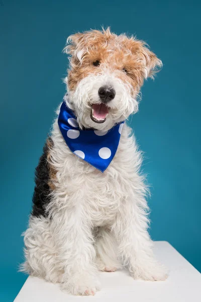 Режисерський собака породи фокстер'єр на синьому тлі Стокове Фото