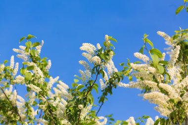 Bahar, kiraz ağacı çiçek açan bir Bahçe