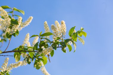 Bahar, kiraz ağacı çiçek açan bir Bahçe